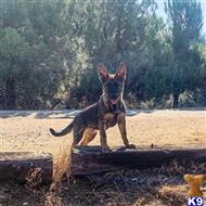 german shepherd puppy posted by Yosemite _Shepherds